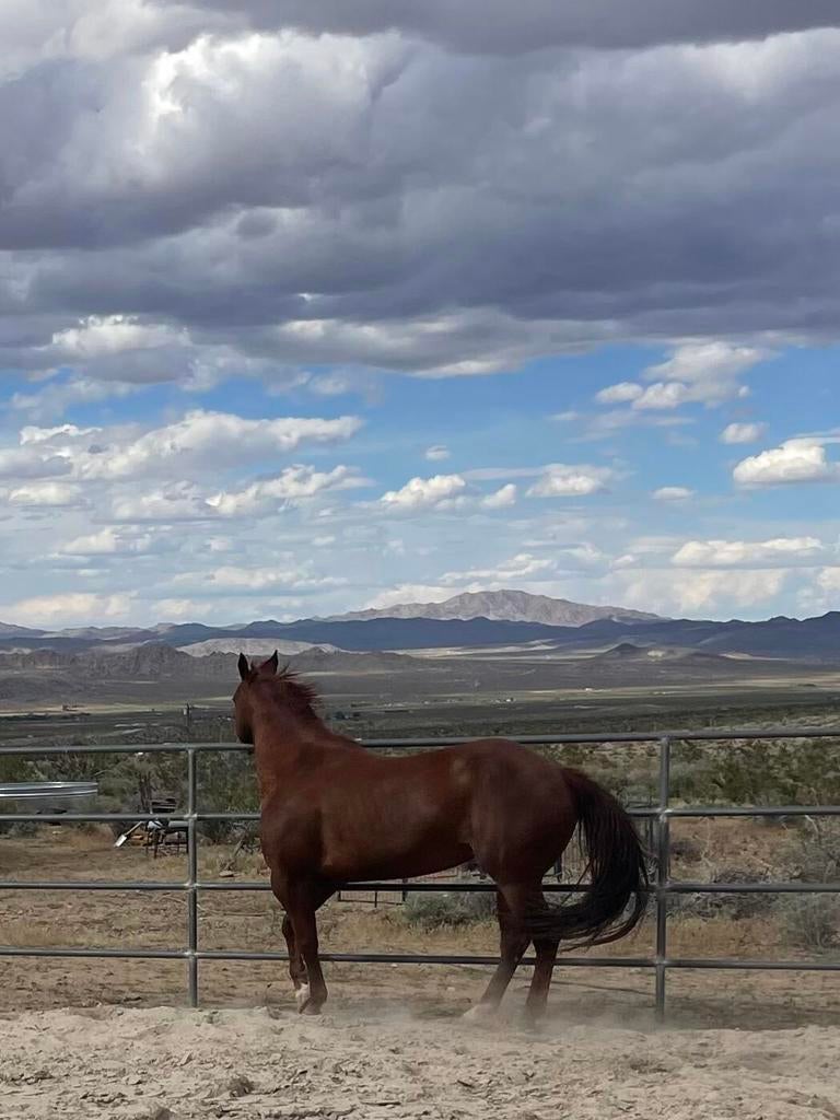 Photo of Listing #219140284PS