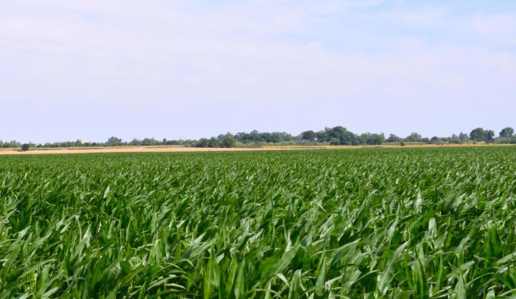 Photo of Listing #ML82032962