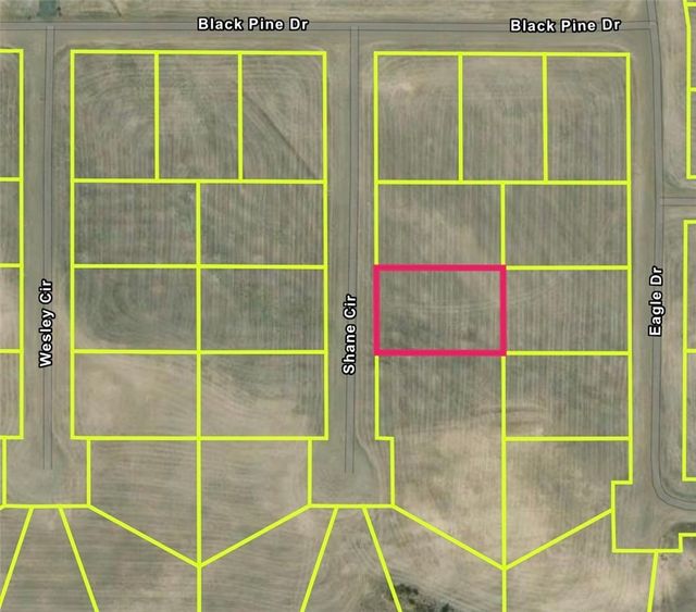 1 Shane, California Pines