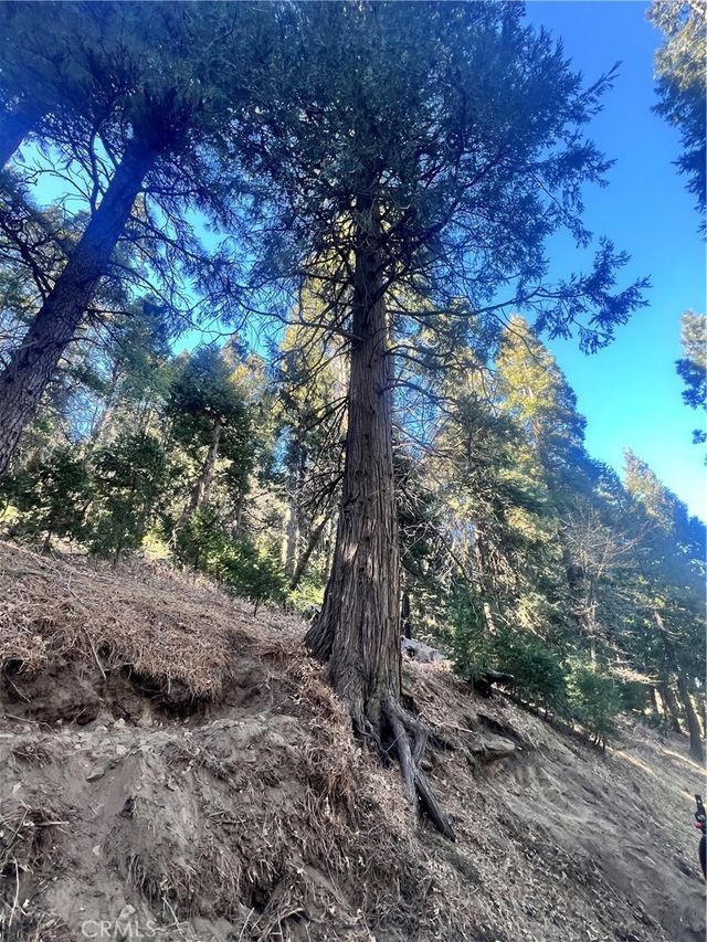 Reservoir, Cedarpines Park