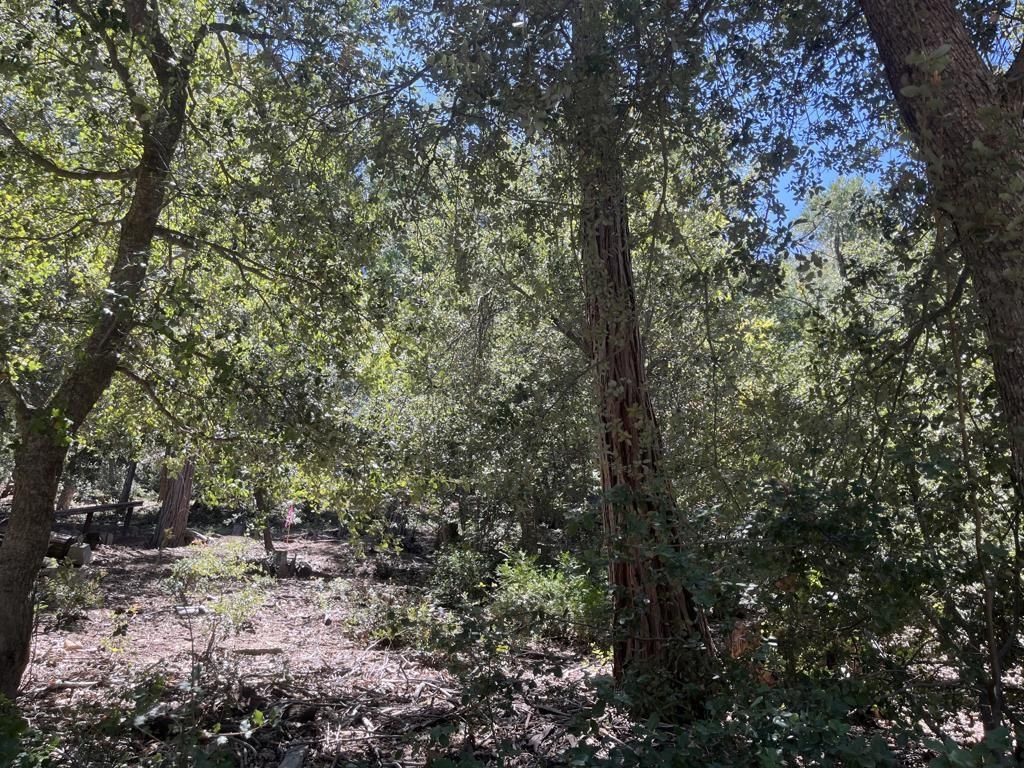 Middleridge Drive, Idyllwild