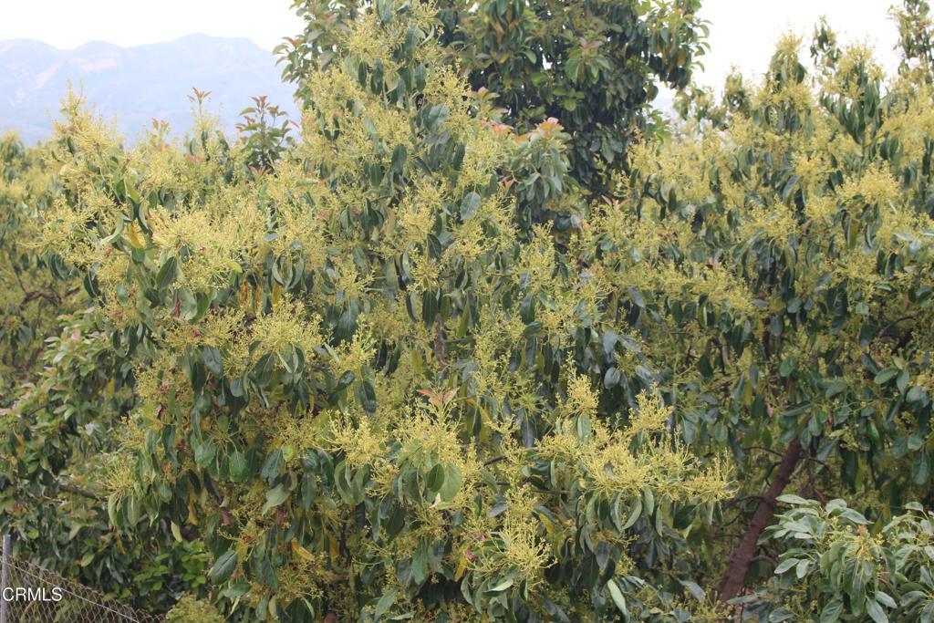 Photo of Listing #V1-35515