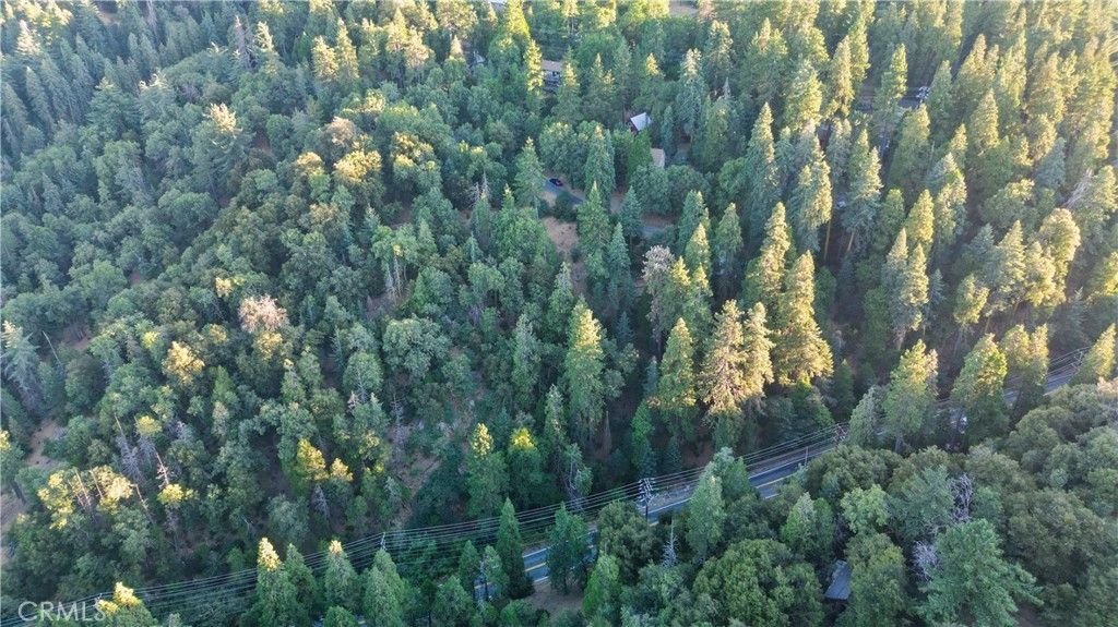 Fir, Cedarpines Park