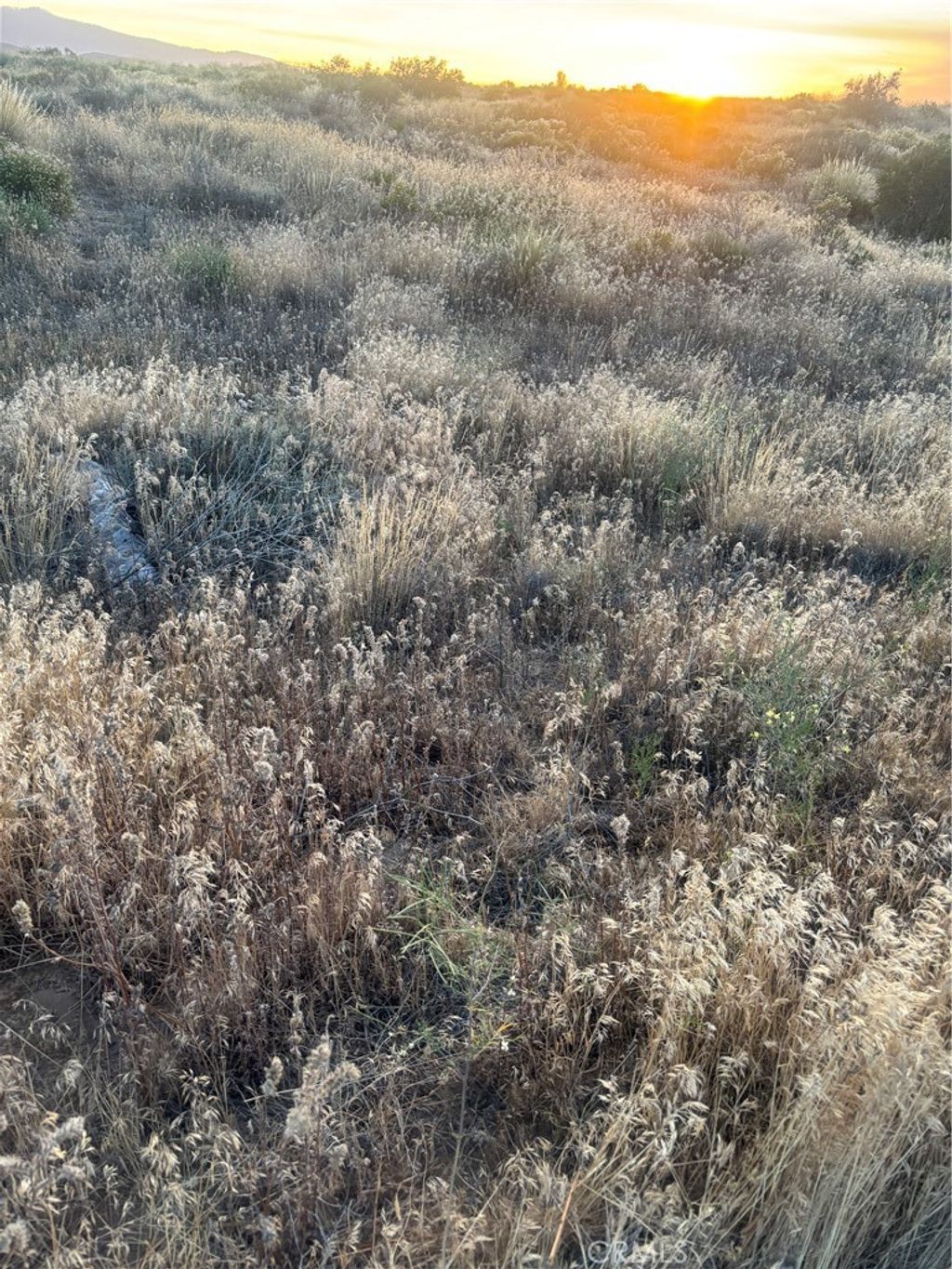 Verbina, Adelanto