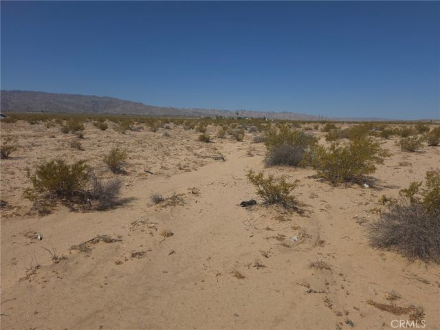 Datura, 29 Palms