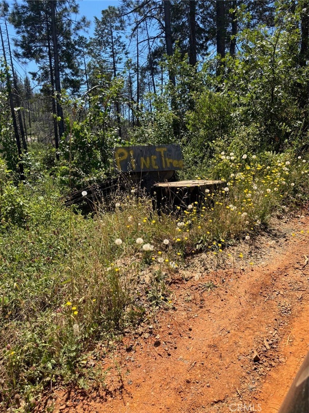 201 Pine Tree, Berry Creek