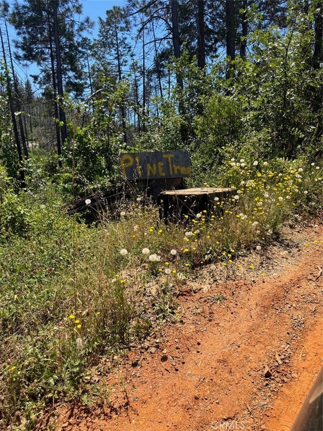 31 Rip Van, Berry Creek