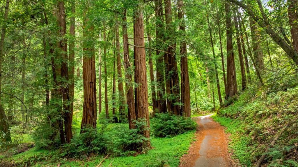 27 Willis Road, Scotts Valley