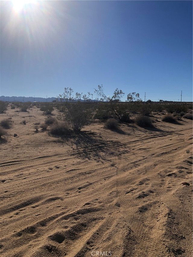 1 Pampas, 29 Palms