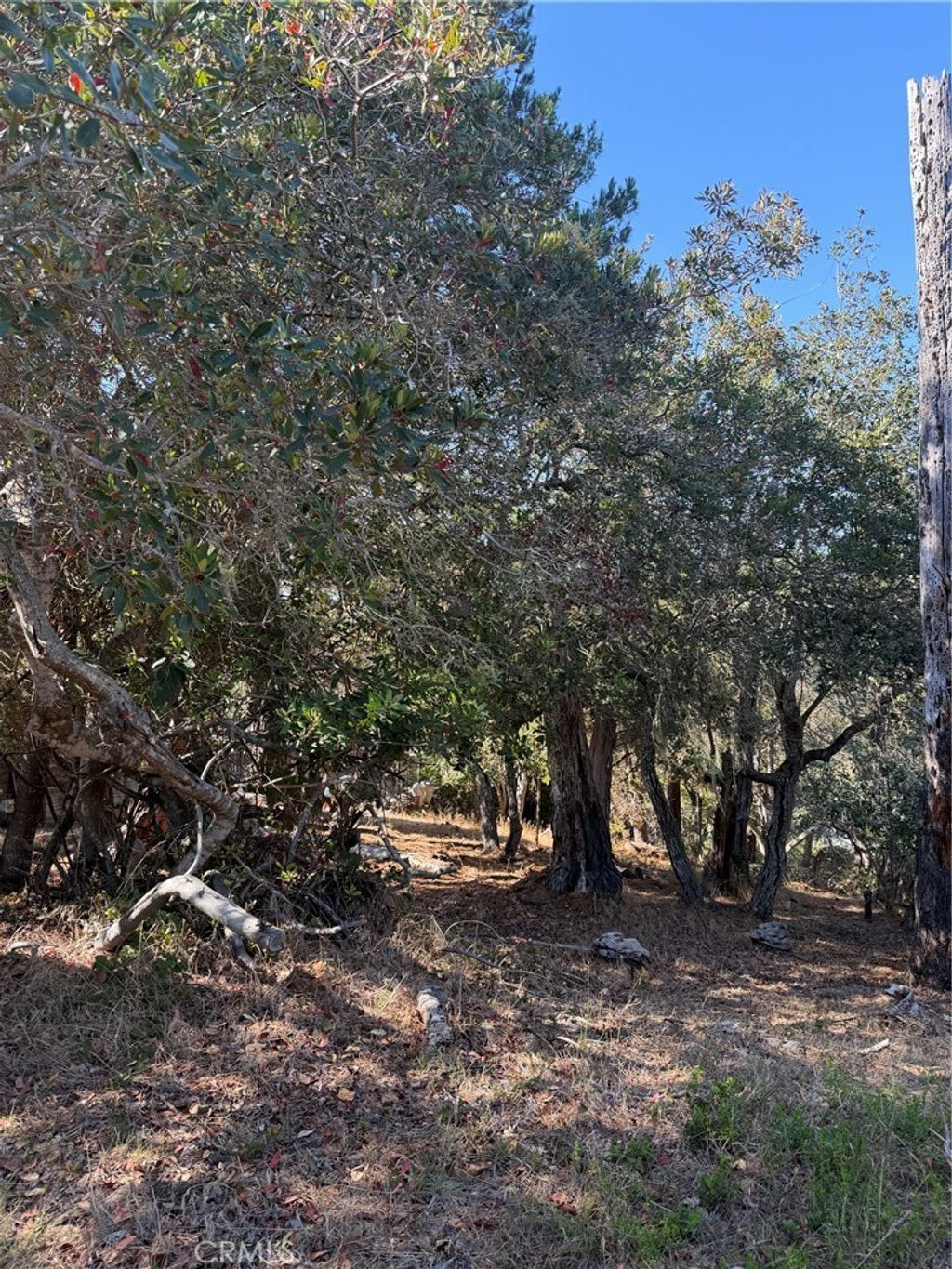 Melrose, Cambria