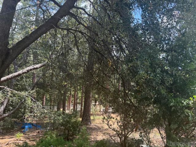 Big Pine, Idyllwild