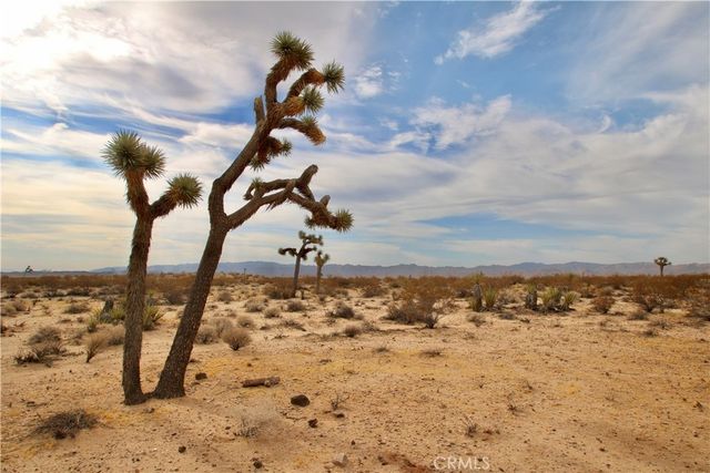 Cielito Drive, Joshua Tree
