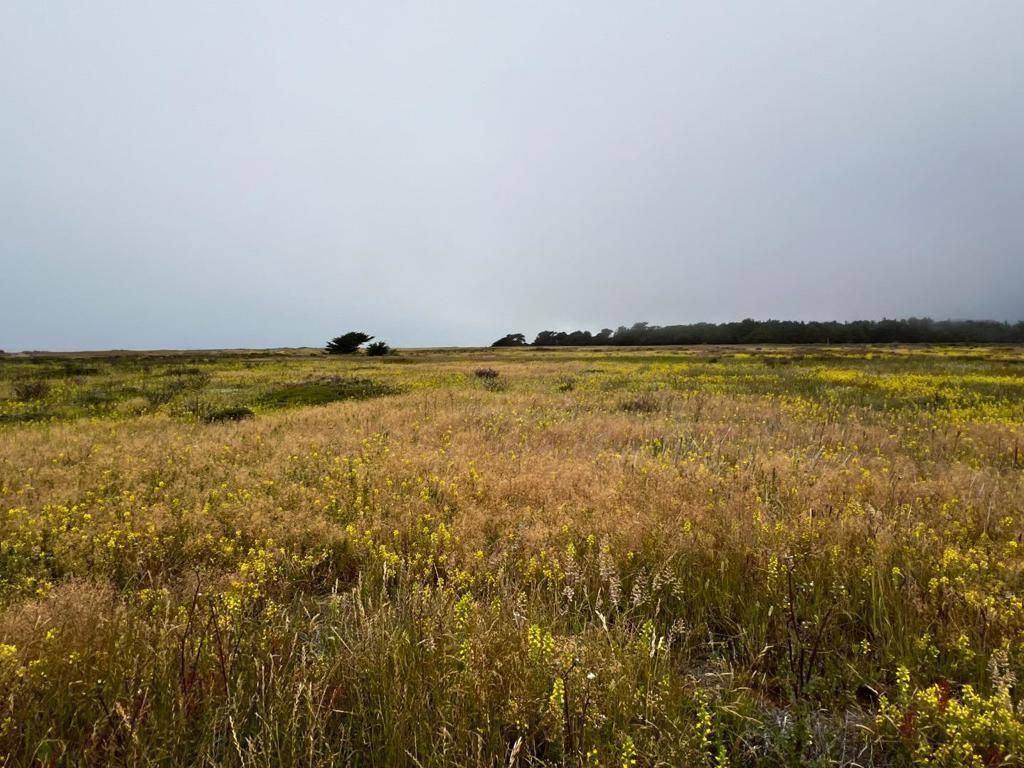 Beach Avenue, Half Moon Bay