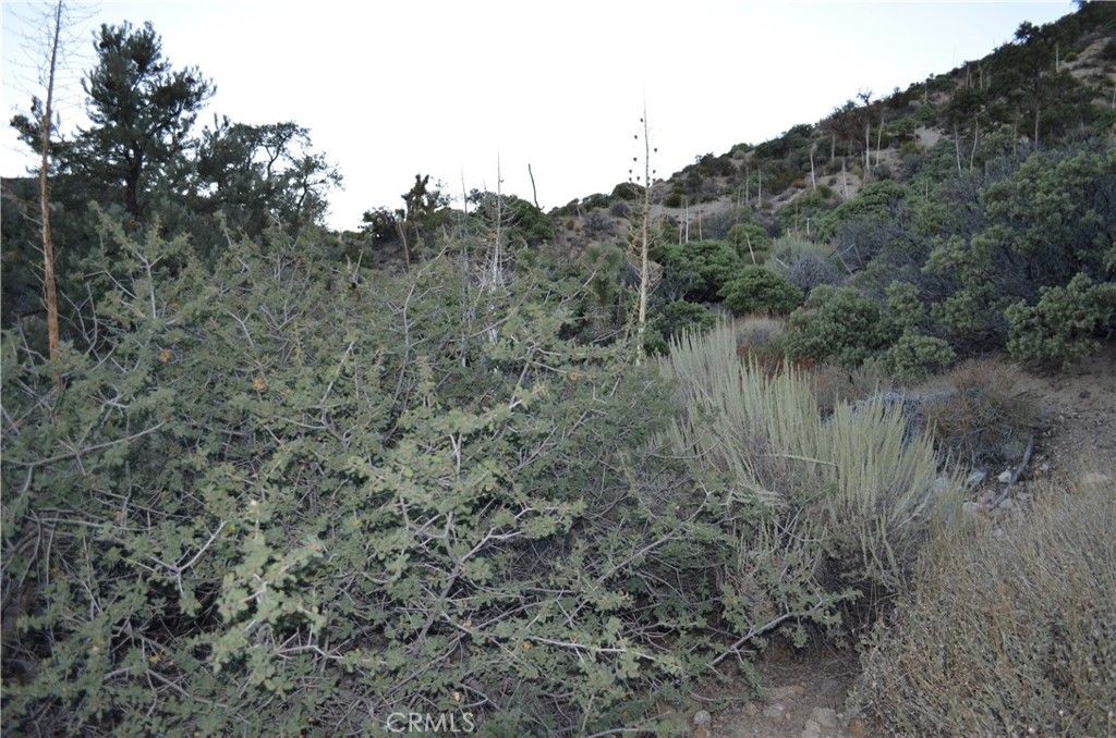 Verde, Pinon Hills