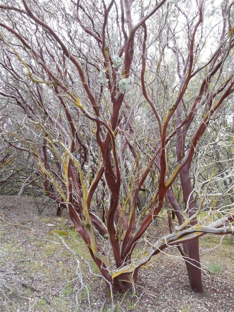 Lot 11 Flying O Ranch Road, O'Neals CA O'Neals Lots/Land Homes For Sale