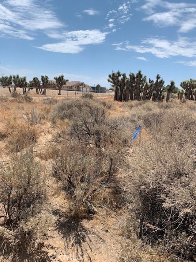 Tumbleweed, Phelan