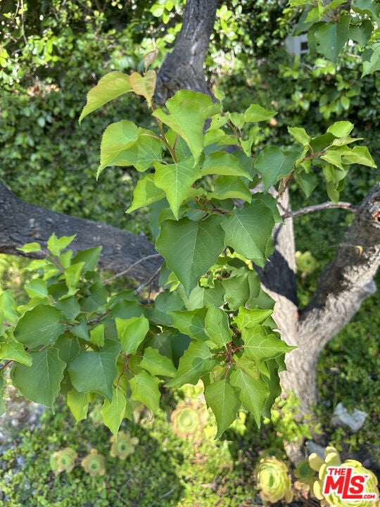 Photo of Listing #25558937