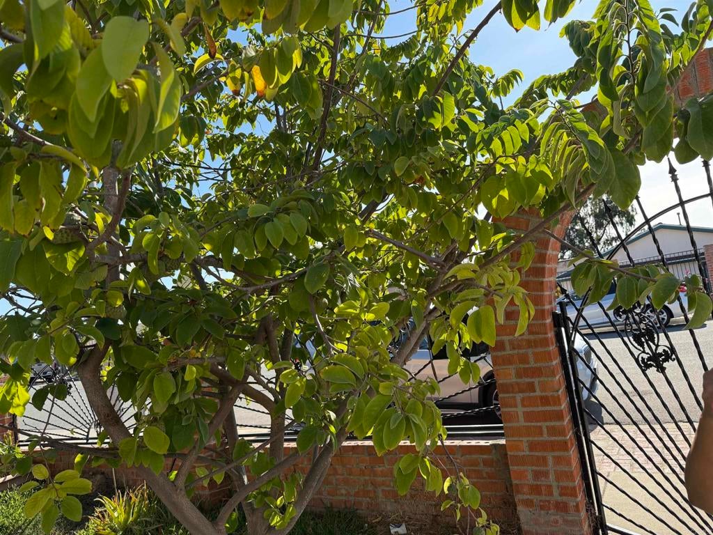 Photo of Listing #PTP2507038