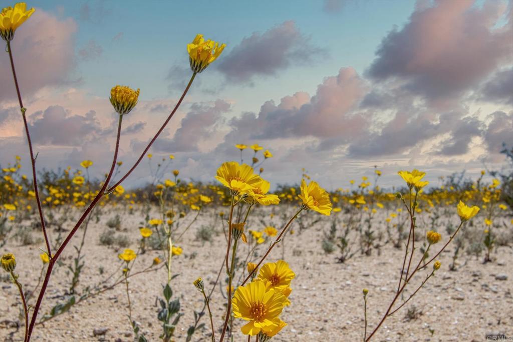 Photo of Listing #PTP2402093