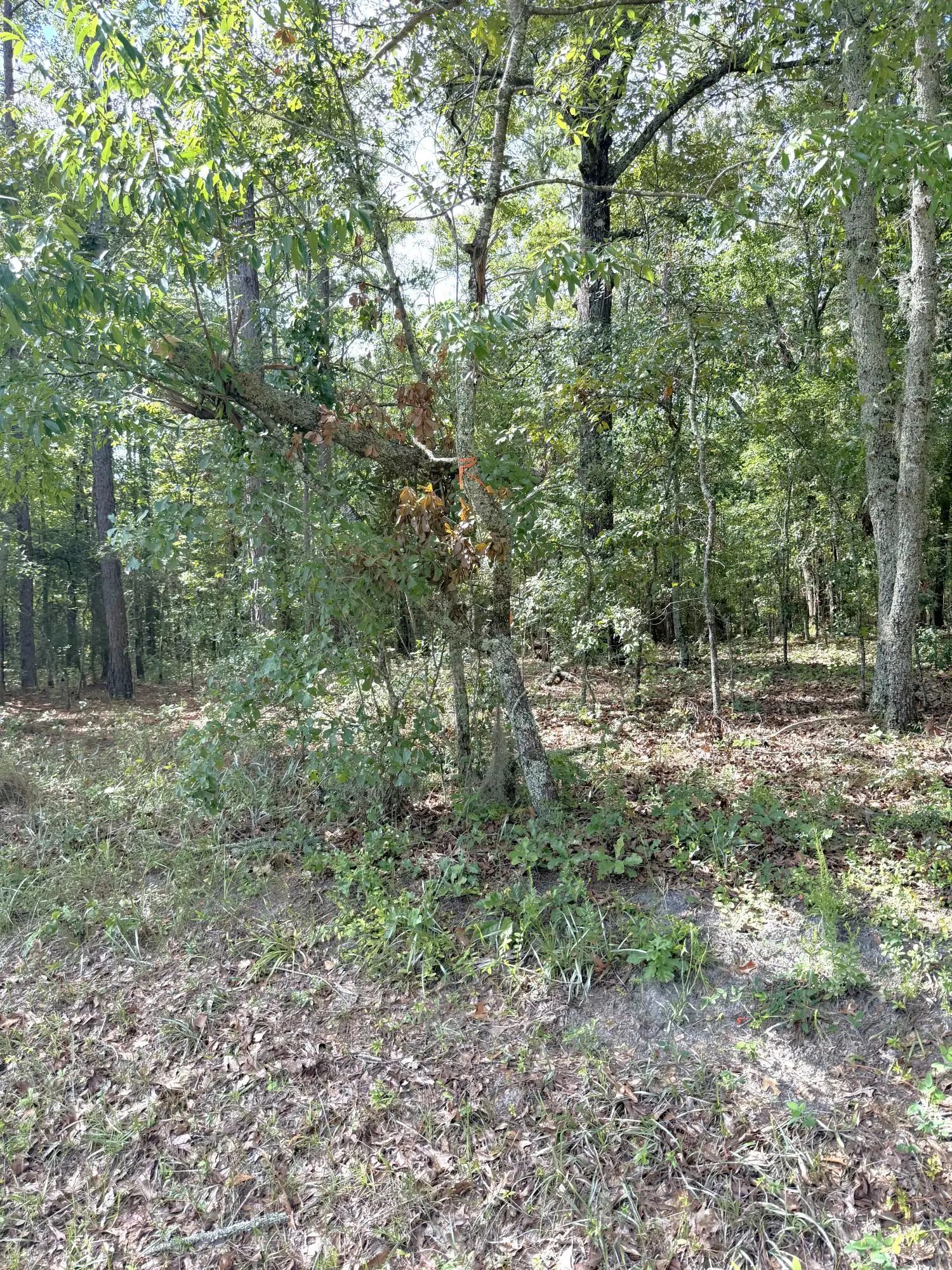 76 Honey Drive, Walterboro, SC, 29488