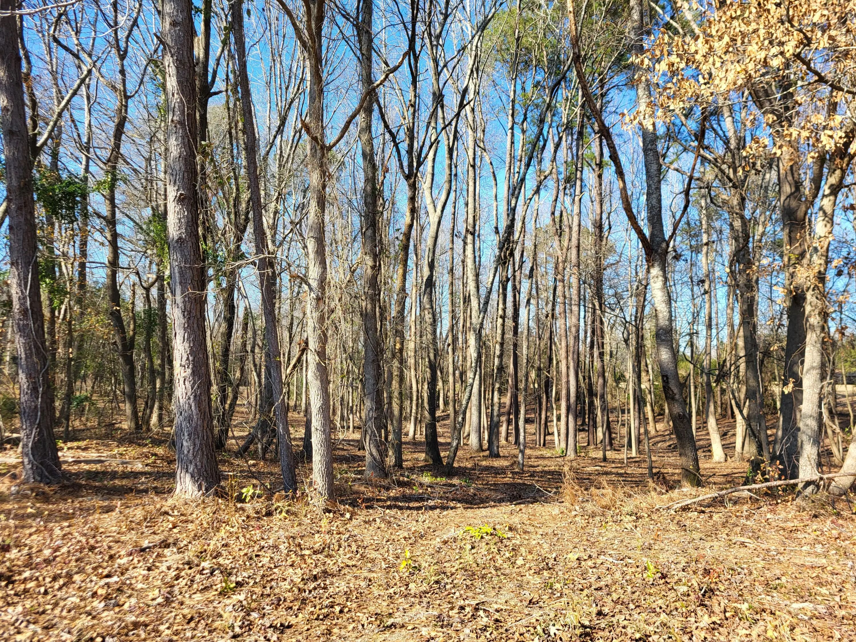 Lot 2 Santee Lumber Road, Santee, SC, 29142