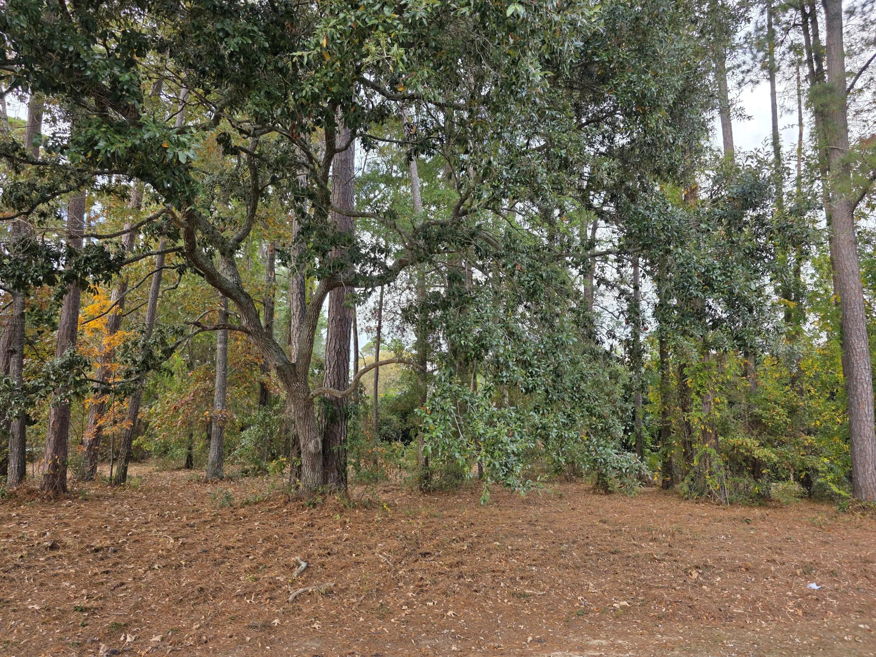 N/A, Santee, SC, 29142
