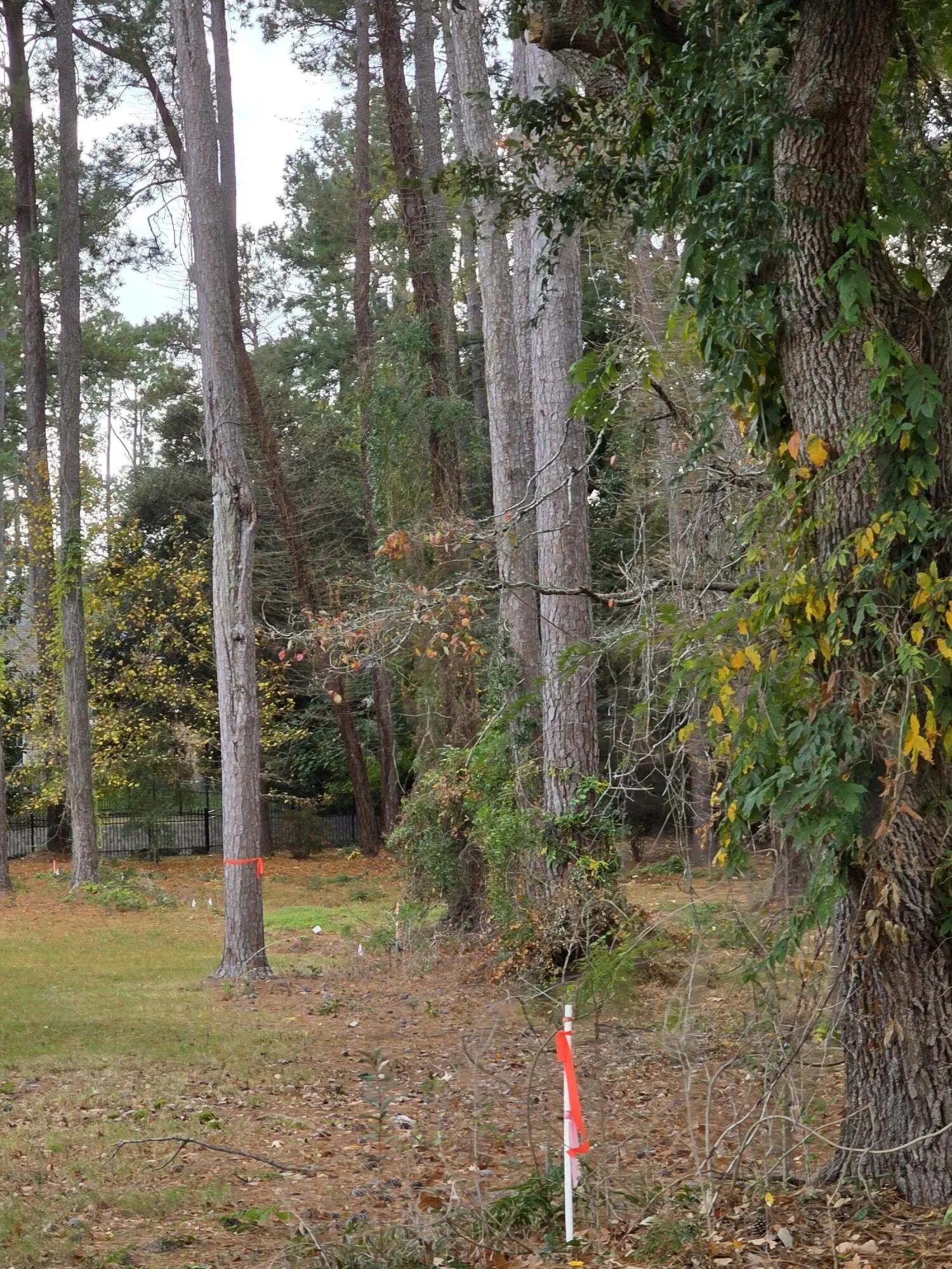 N/A, Santee, SC, 29142