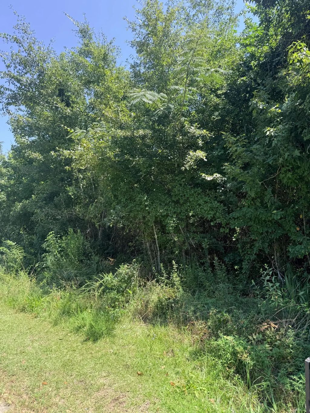 Society Road, McClellanville