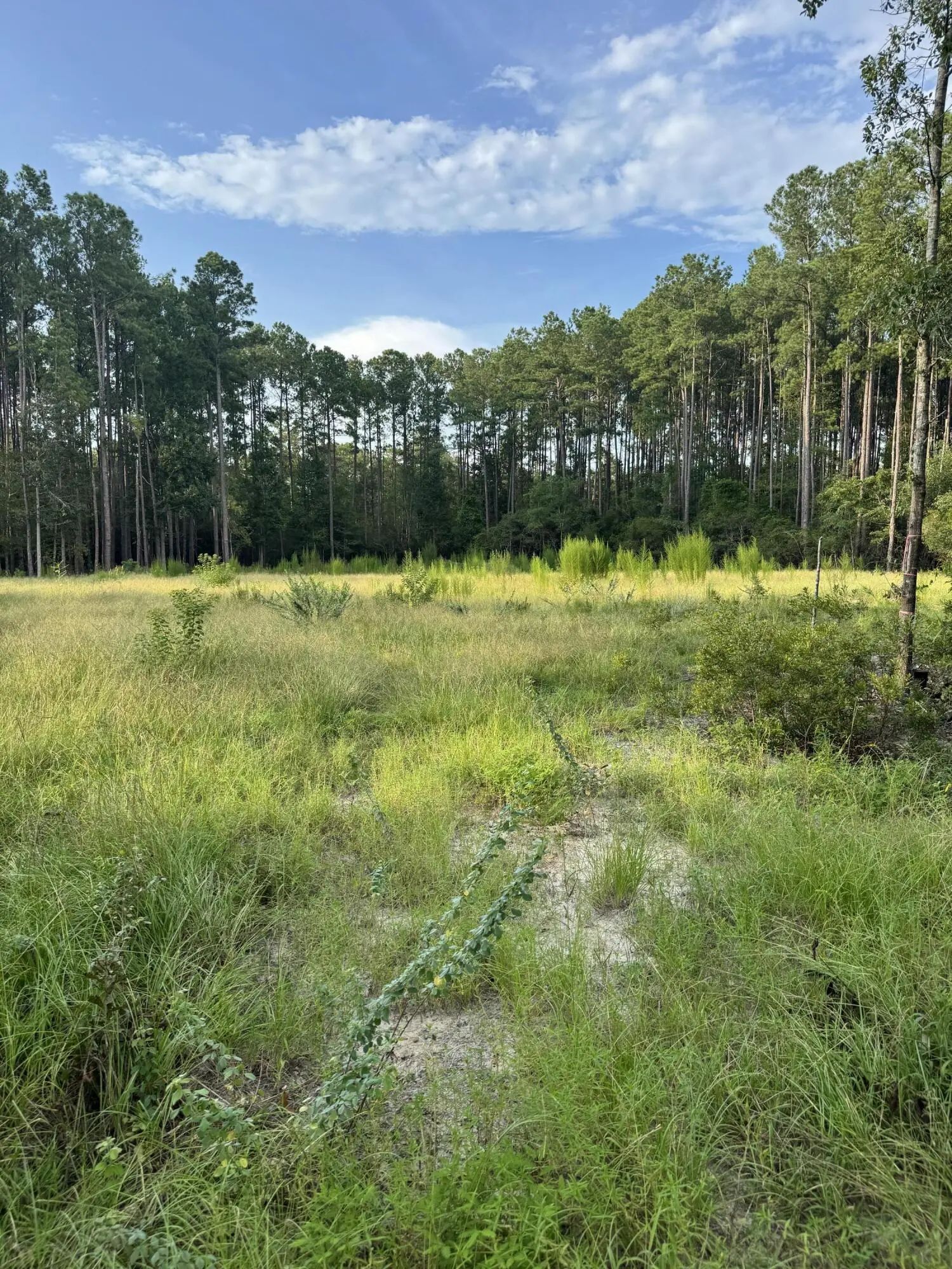 Saturn, Walterboro, SC, 29488