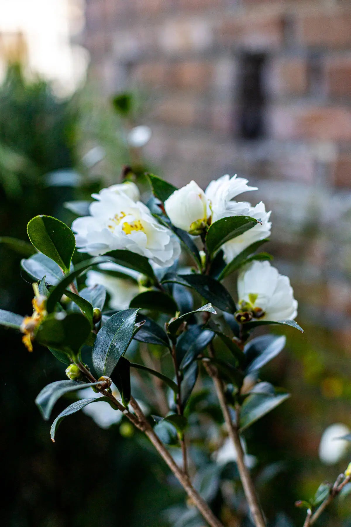 173 Tradd Street, Charleston, SC, 29401