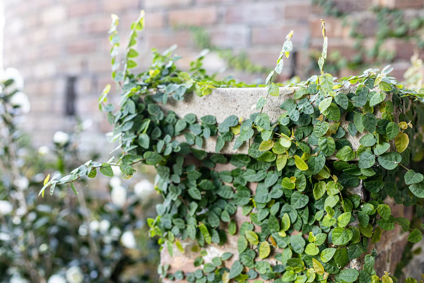 173 Tradd Street, Charleston, SC, 29401