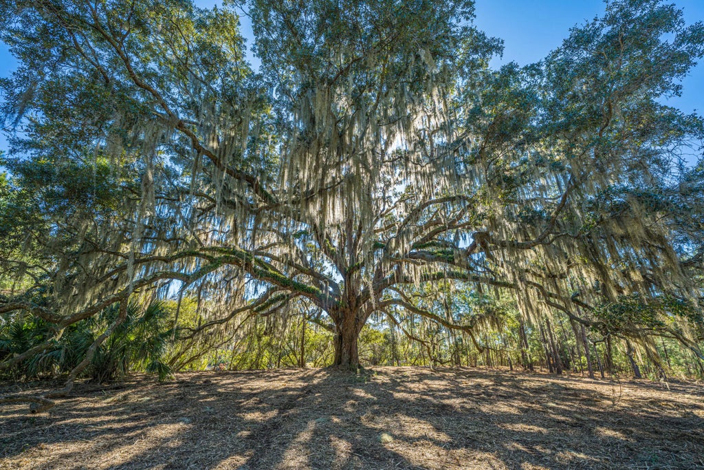 4129 Gnarled Oaks Lane, Johns Island