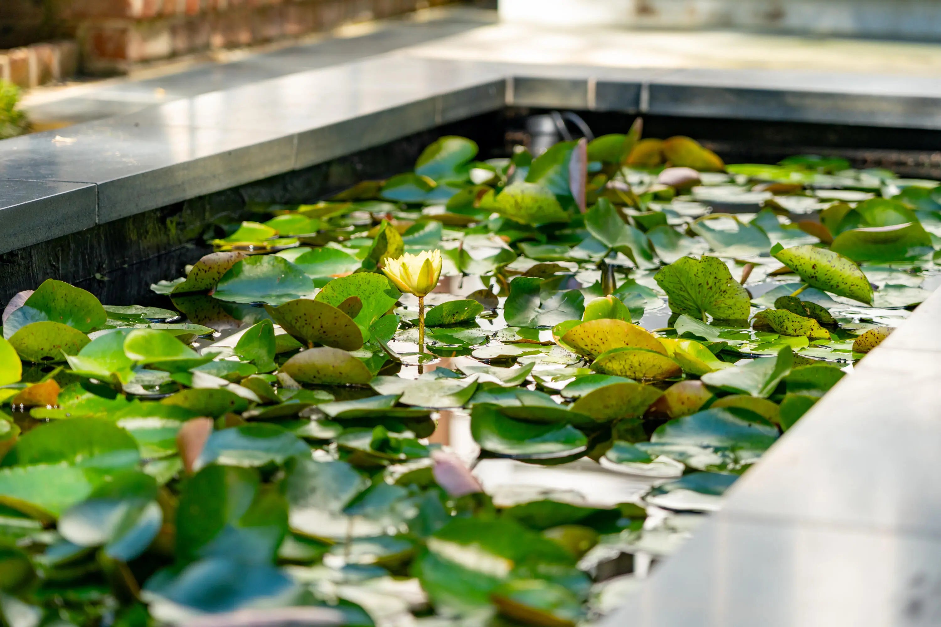 49 S Battery Street, Charleston, SC, 29401