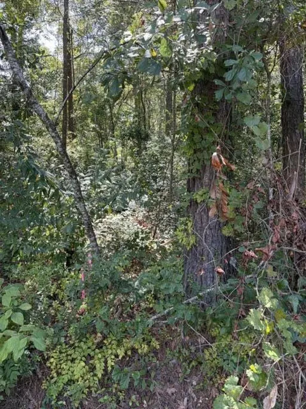 Alexander Circle, Summerville