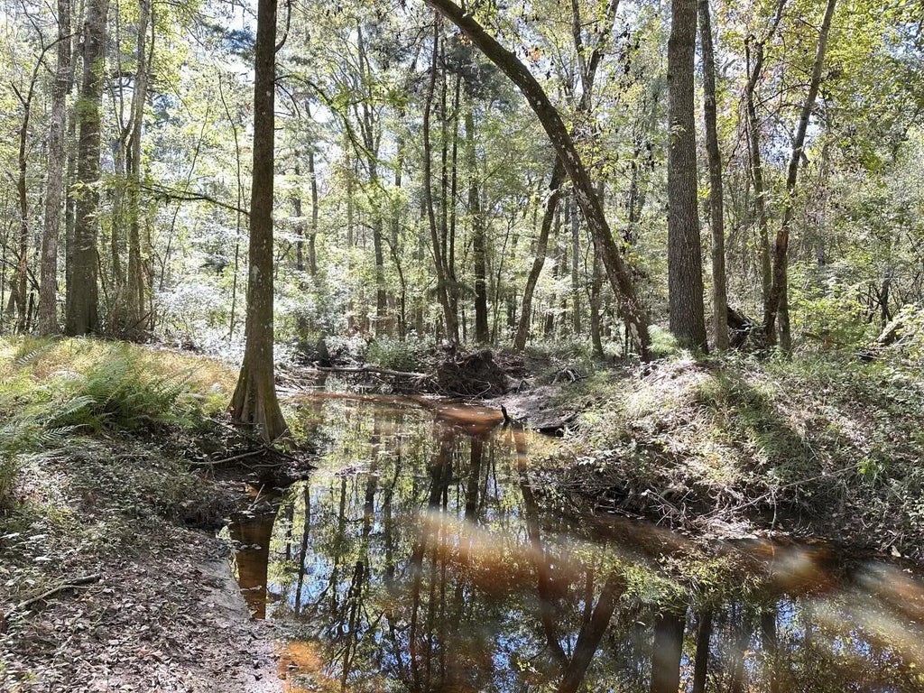 Big Bird Lane, Summerville