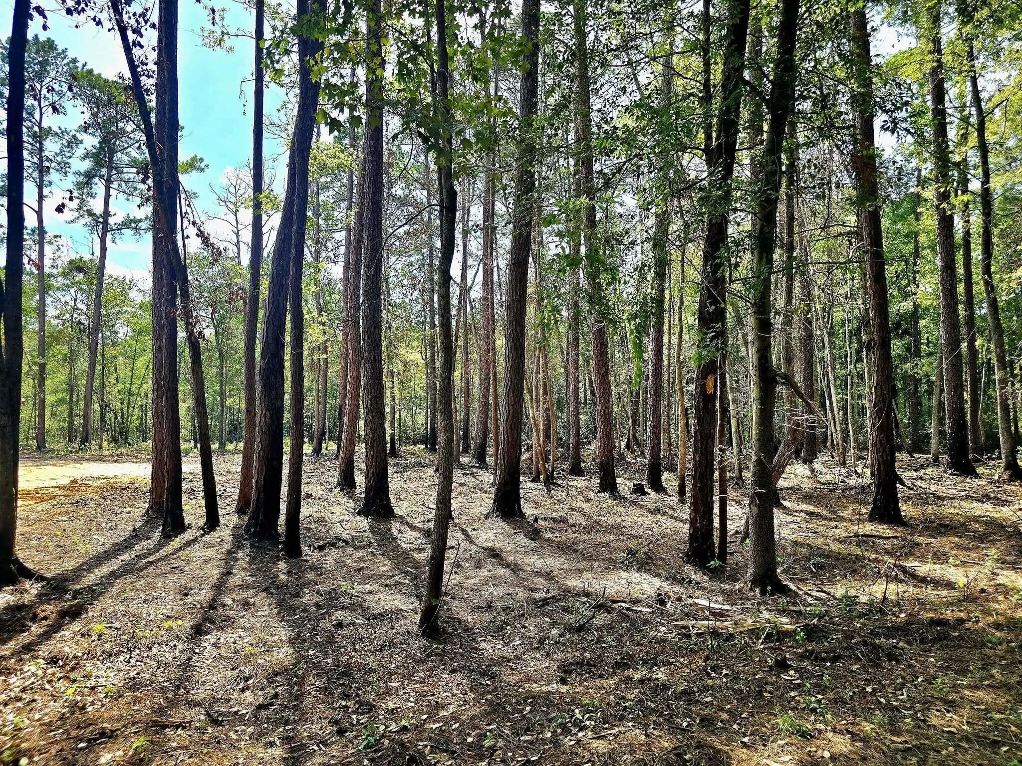 White Sands Road, Walterboro, SC, 29488