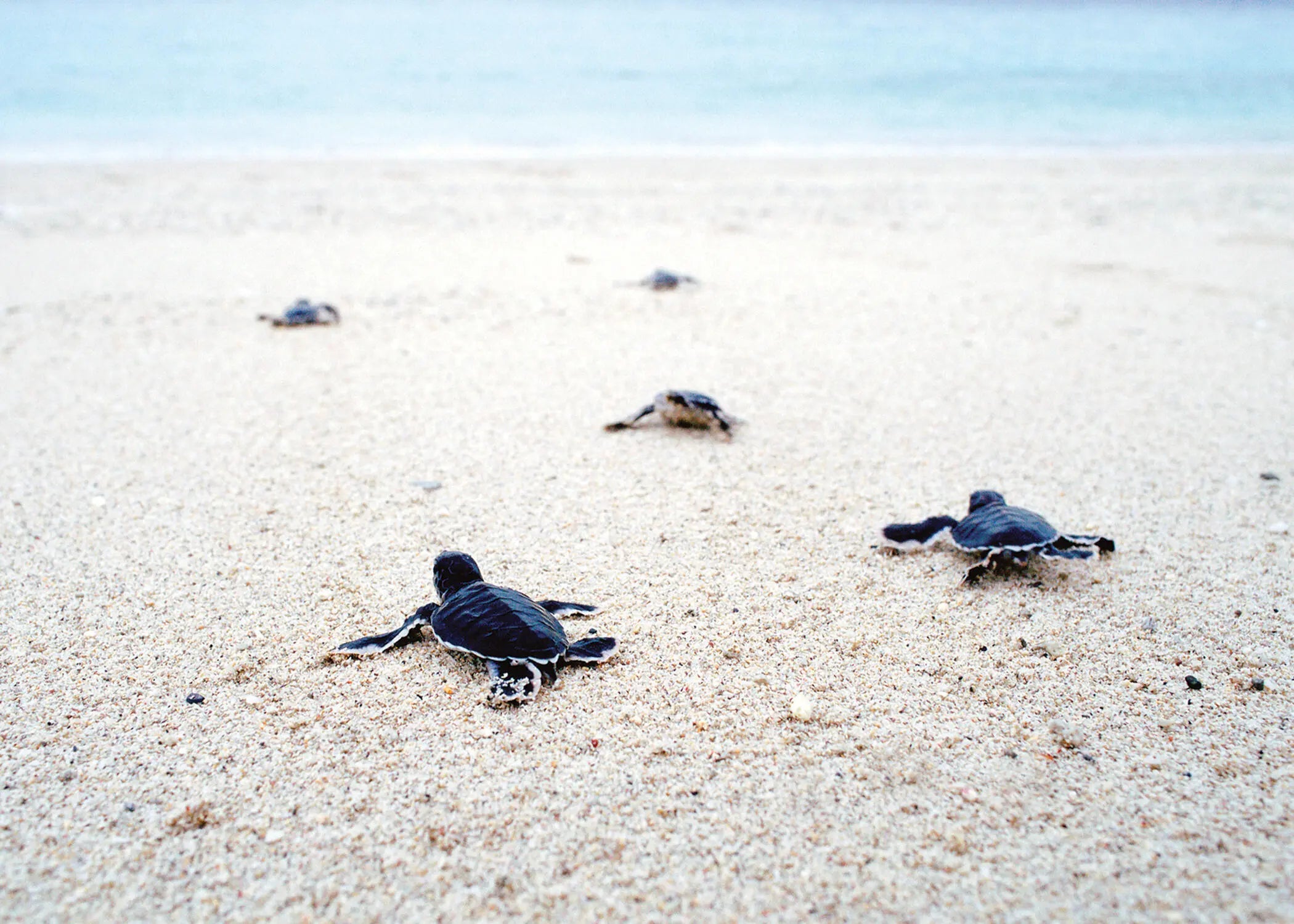 2611 High Hammock Road, Seabrook Island, SC, 29455