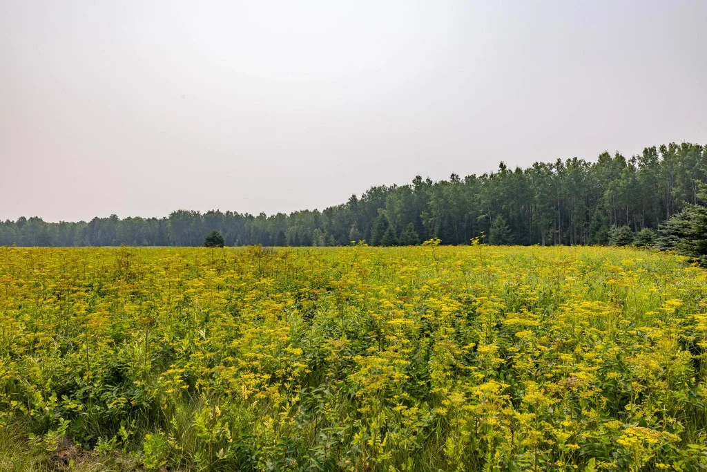 13 Acres Whitetail Lane, Tipler