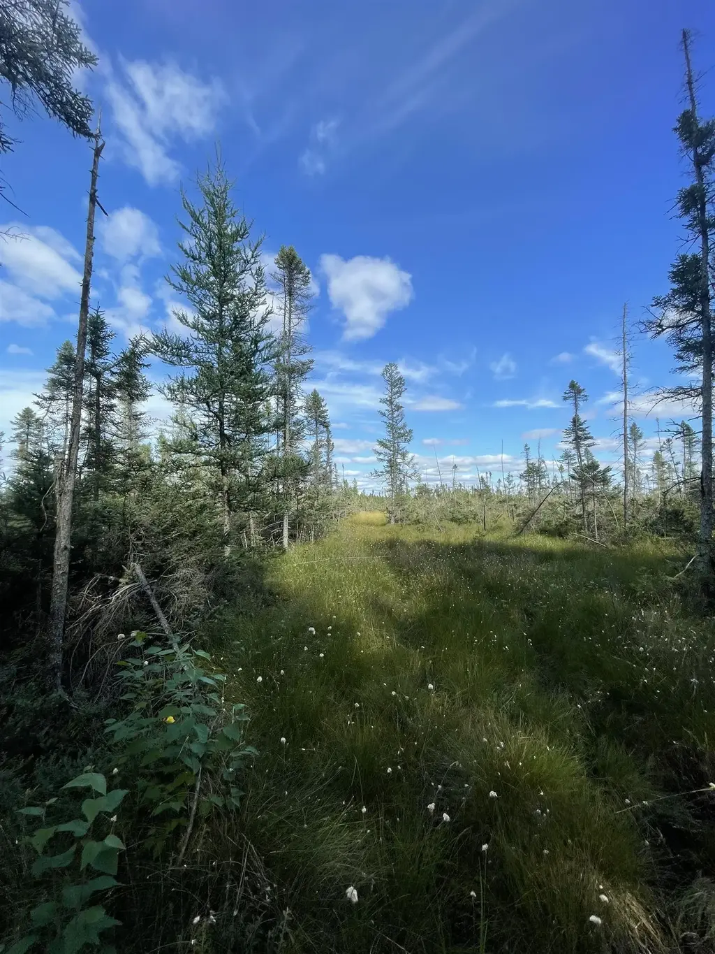Swamp Road, Tomahawk