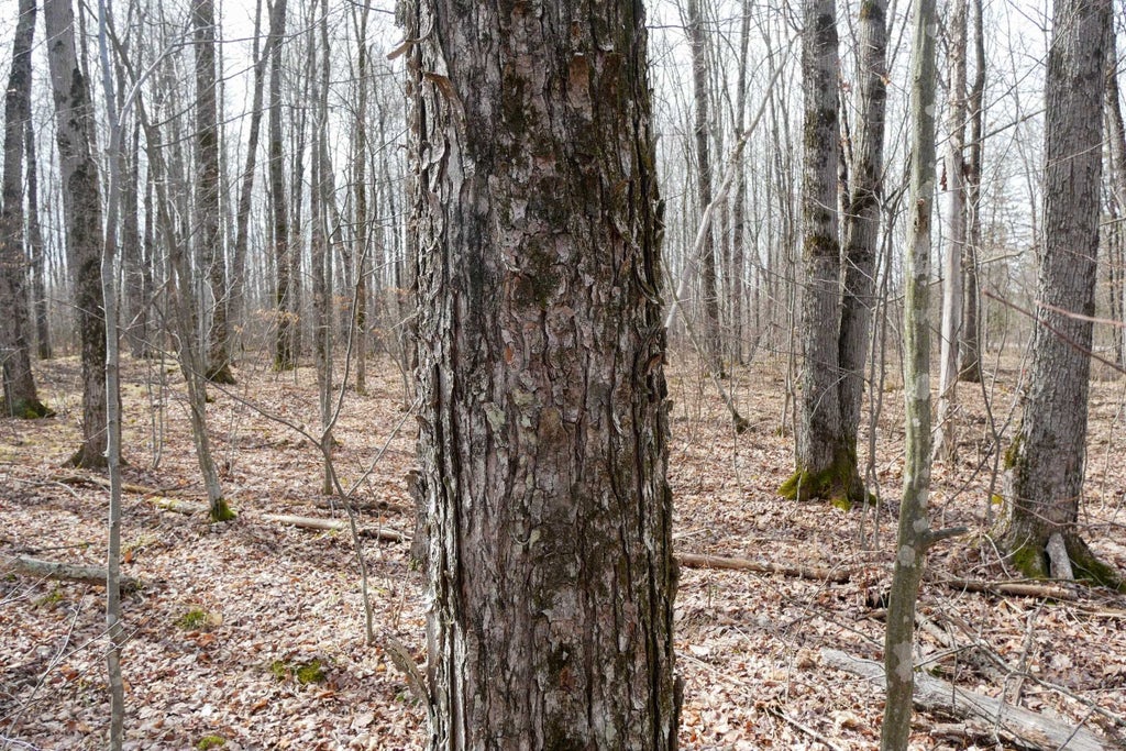 4.70 Acres Us Highway 8, Prentice, WI MLS 22235551