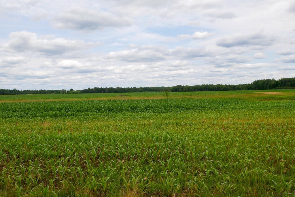 +/-19.85 Acres Wiese Drive, Rib Lake