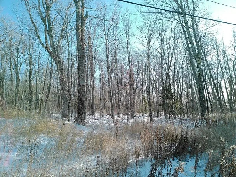 Xxx S Caribou Dr, Lutsen