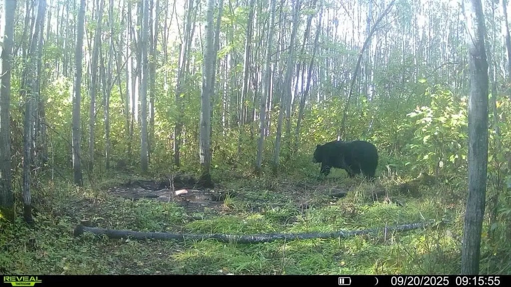 00004 Government Rd, Saxon