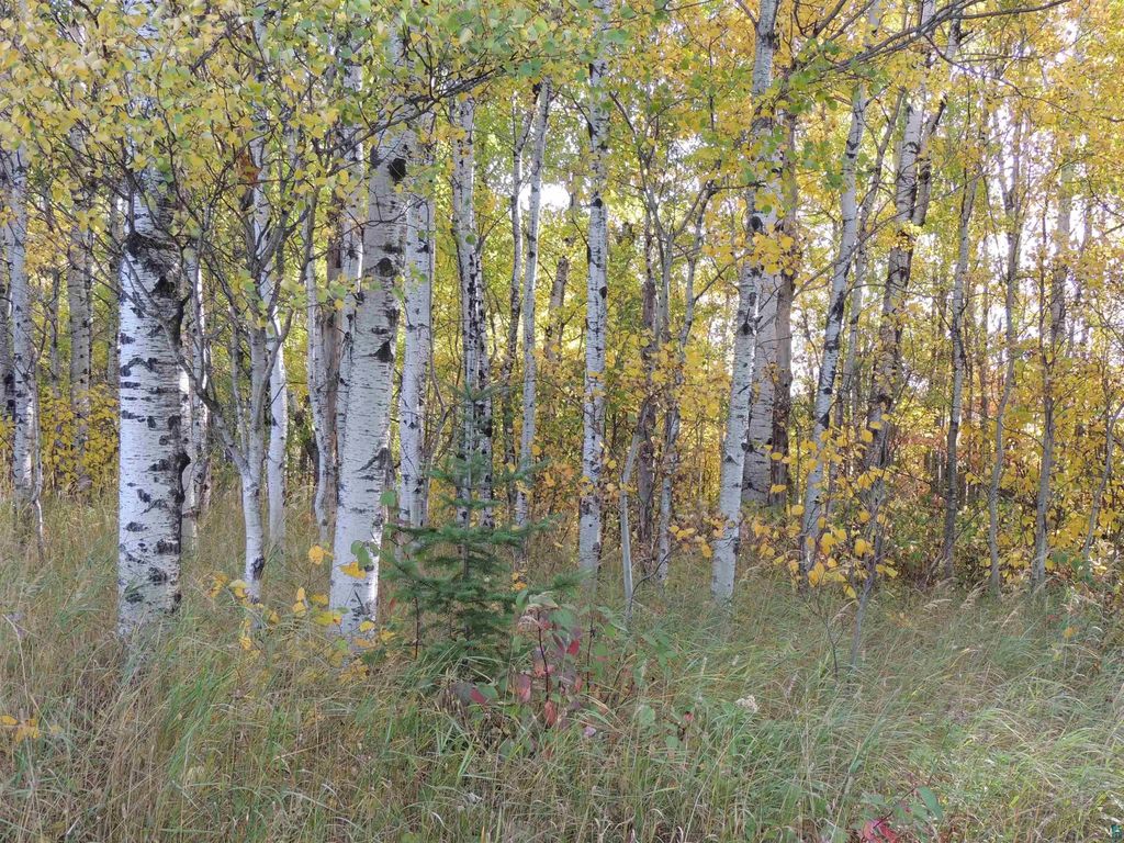 Xb Brandon Ln, Grand Marais