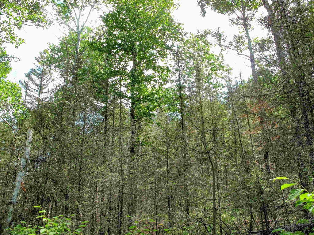 Xxx The Grade, Lutsen