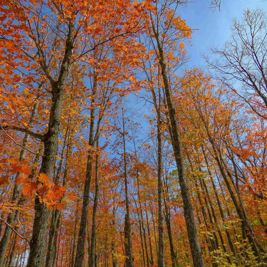 Xxx S Caribou Drive, Lutsen