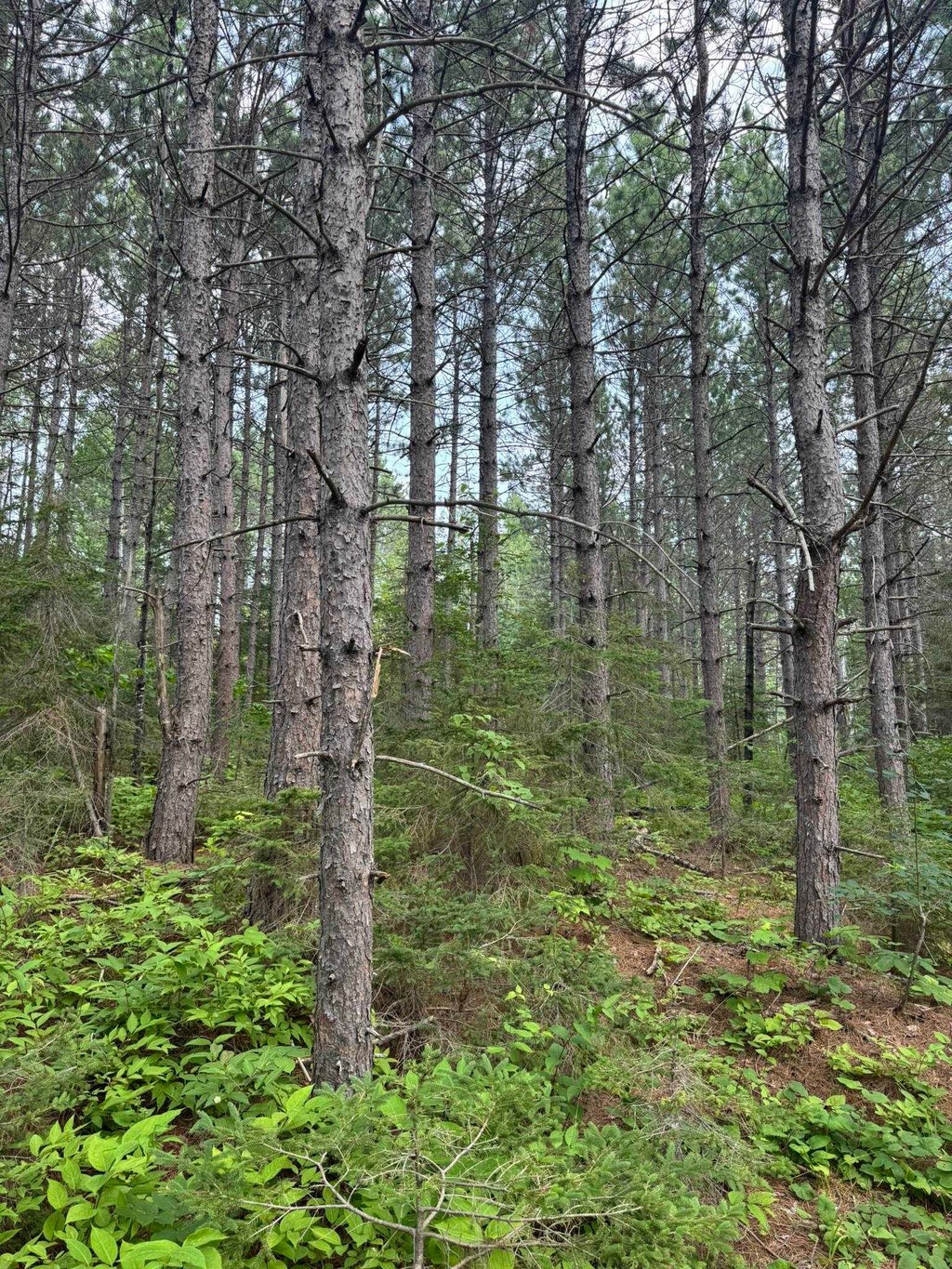 Xx High Ridge Drive, Schroeder