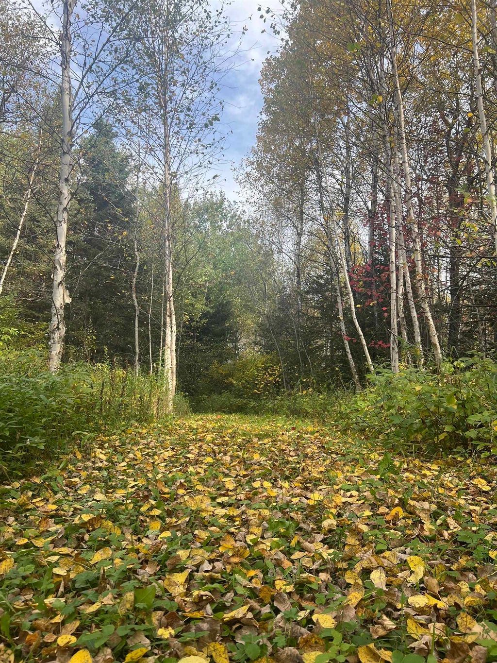 5445 Little Marais Road, Finland