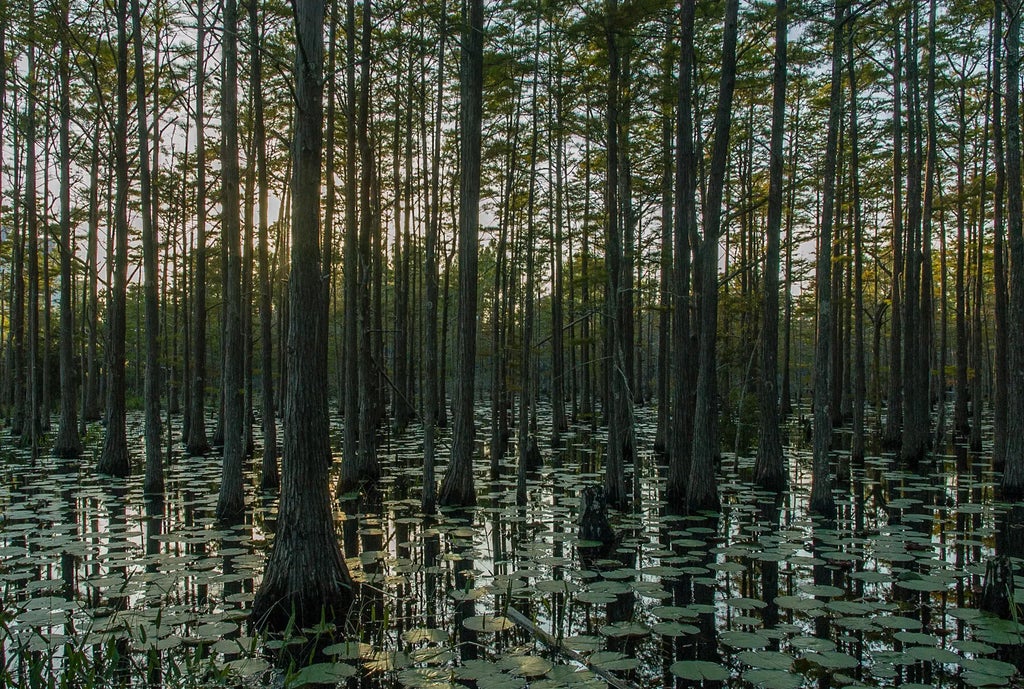 47 of 47 - 20 Cypress Walk, Santa Rosa Beach, FL