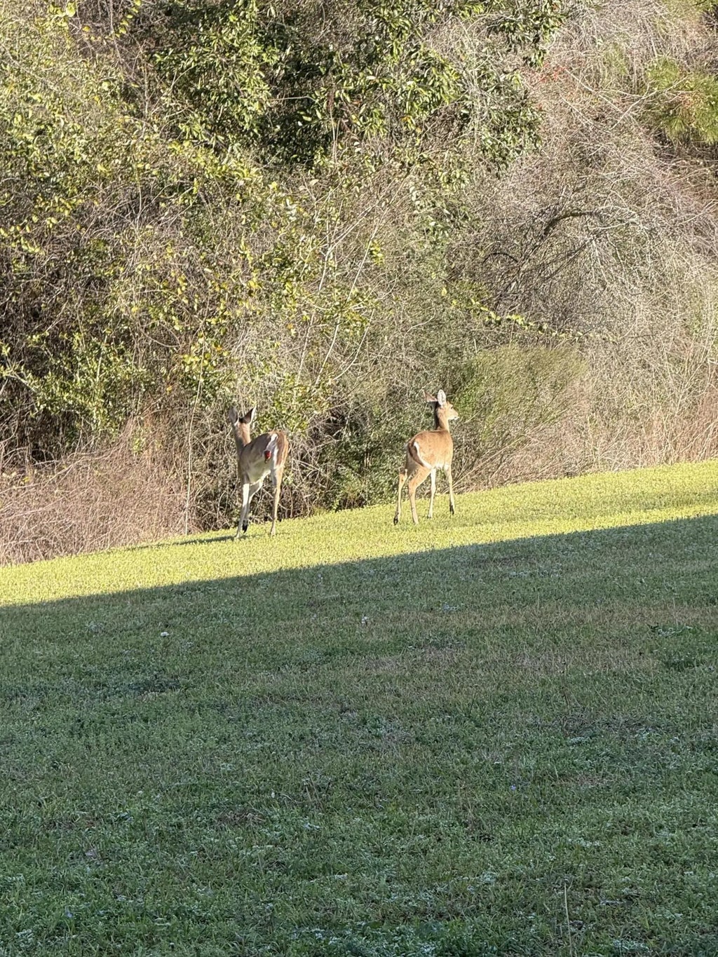 25 of 25 - 731 Majestic Drive, Crestview, FL